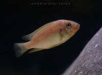 F1 Petrochromis Yellow Moshi Mahale