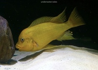 F1 Petrochromis Yellow Moshi Mahale