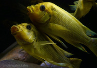 F1 Petrochromis Yellow Moshi Mahale