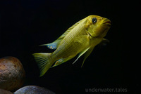 F1 Petrochromis Yellow Moshi Mahale