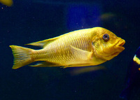 F1 Petrochromis Yellow Moshi Mahale