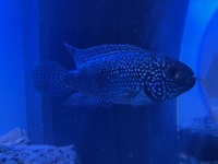 5 inches Jack Dempsey for sale in Staffordshire £30