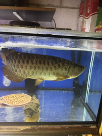 Golden arowana 20 inches £380