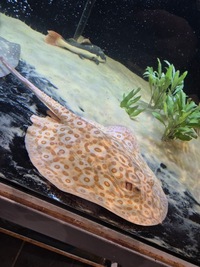 Albino male stingray fully rolled