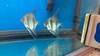 Orinoco altum angel fish for sale. £150