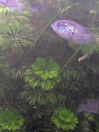 Blue acara juveniles