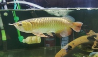 AA sumatra datnoid £150 and super high back golden arowana for sale £400 or both £500