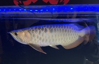 Asian Arowana