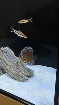 2 Red alenquer discus £40 for both