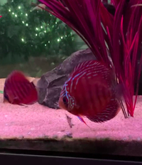 2 Red alenquer discus £40 for both