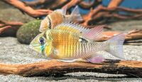 Cupid Cichlid x4  Biotodoma Cupido  Adults