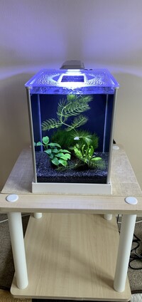 Fluval Spec 10 litre.