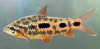 4-5” Strawberry Leporinus x 3, £45