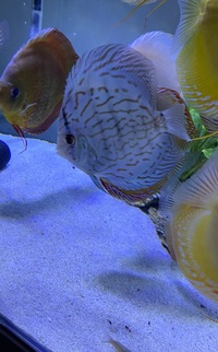 Discus set up : larger discus for sale now