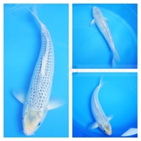 Blue & White Koi -