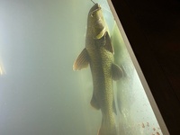 Redtail Catfish Hybrid