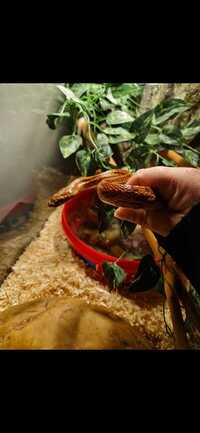 Adult corn snake for sale