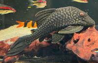 Re: L330 Watermelon pleco - stunning fish