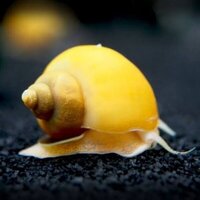 Golden Apple Snails FREE