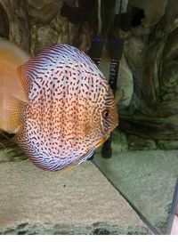 Discus set up : larger discus for sale now