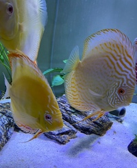 Discus set up : larger discus for sale now