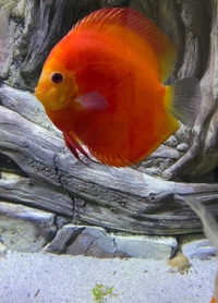 Discus set up : larger discus for sale now