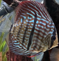 Heckle cross discus for sale