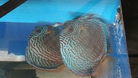 Discus fishs breeding pair 7-8 inches