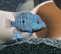 Carpintis cichlid breeding pair