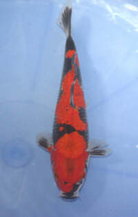 BARGAIN x2 35cm Japanese koi, £100 for both no offers.