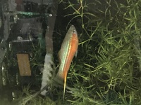 Yucatán wild type swordtail livebearer