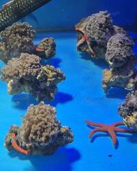 Marine fish / Hammer Corals