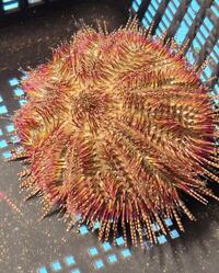 Marine fish / Large Red Collector Urchin