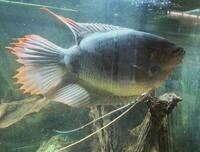 Red Tail Giant Gourami