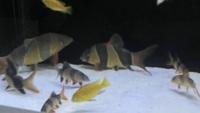 X2 clown loach large £140