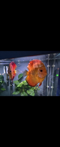 2 x large breeding super red discus, cardinal tetra, guppies,Corys,