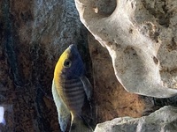 African cichlids Sulpurhead