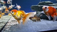 Group of 25 Fancy Goldfish