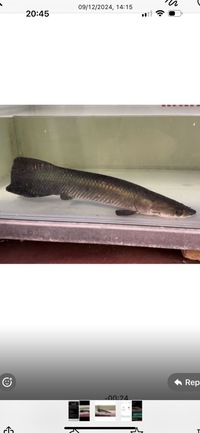 Stunning Arapaima Gigas