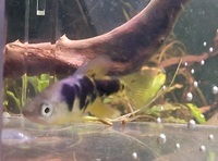 6 Spotted Skiffa rare livebearer  2 male, 4 female  Collection from Nottingham