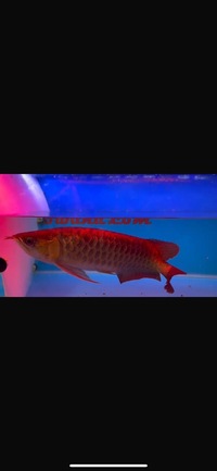 Premium Violet Fusion Super Red Arowana