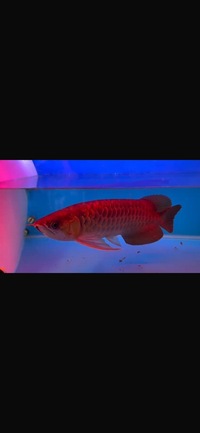 Premium Violet Fusion Super Red Arowana