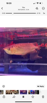 Premium Metallic Super Red Arowana