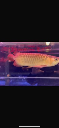 Premium Metallic Super Red Arowana