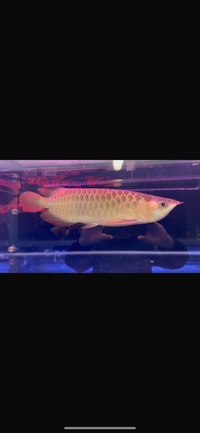 Premium Metallic Super Red Arowana