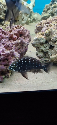 Breeding Group of Tropheus Duboisi 25 adults - 250 pounds