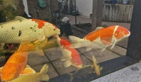 Koi fish quick sale