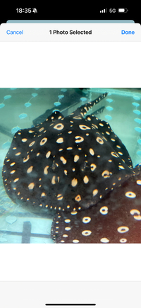 Male BD stingray