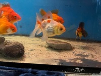 Ryukin and oranda goldfish