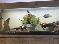 south, north and central American cichlids in. North east only